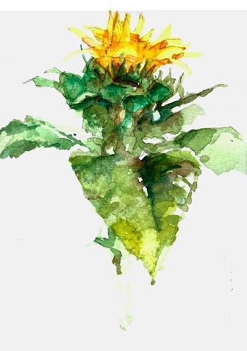 Sunflower watercolour